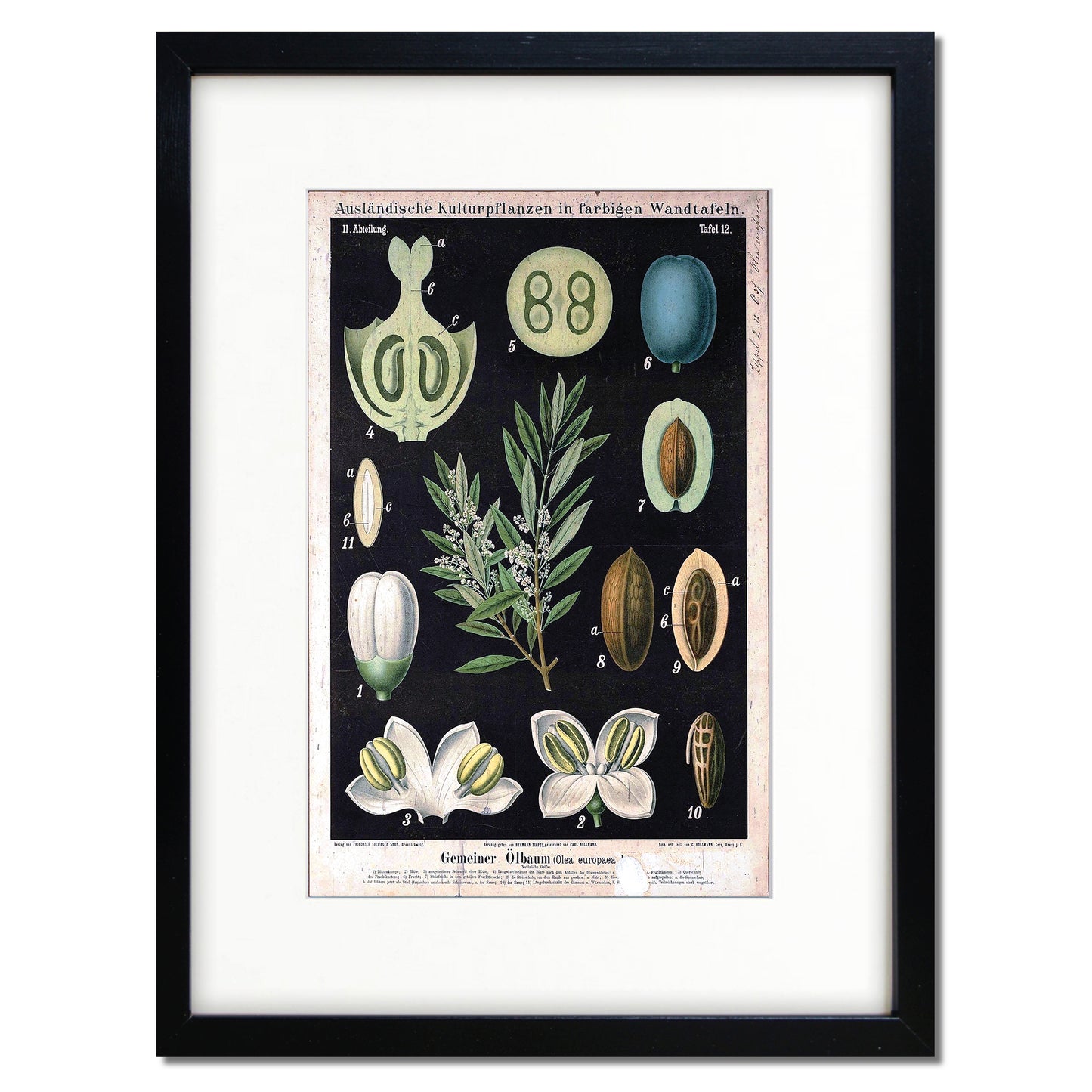 Vintage German Botanical Illustration A3 Print | Luxury Satin 285gsm | No.2