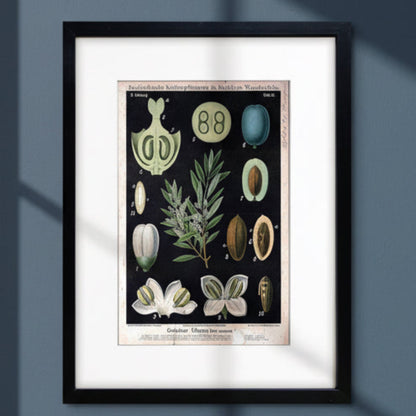 A framed botanical art print featuring vintage German scientific illustrations of plant anatomy, including seeds, flowers, and leaves on a dark background, presented in a black frame with a white mat.