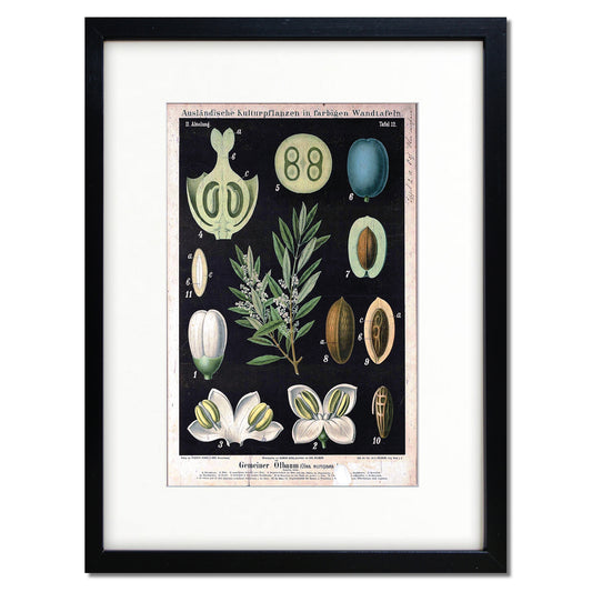 Vintage German Botanical Illustration A3 Print | Luxury Satin 285gsm | No.2