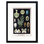 Vintage German Botanical Illustration A3 Print | Luxury Satin 285gsm | No.2