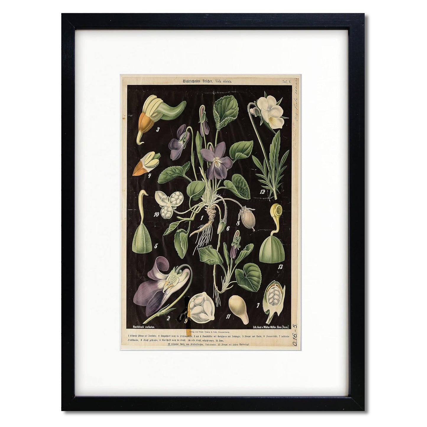 Vintage German Botanical Illustration A3 Print | Luxury Satin 285gsm | No.3