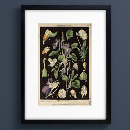 A framed botanical art print featuring vintage scientific illustrations of flowers and leaves on a dark background, surrounded by a wide white mat and a black frame.