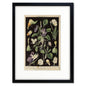 Vintage German Botanical Illustration A3 Print | Luxury Satin 285gsm | No.3
