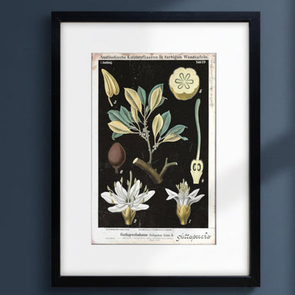 A framed botanical art print featuring vintage scientific illustrations of a plant with white flowers, green leaves, and a dark background, presented in a black frame with a white mat.