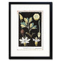 Vintage German Botanical Illustration A3 Print | Luxury Satin 285gsm | No.4