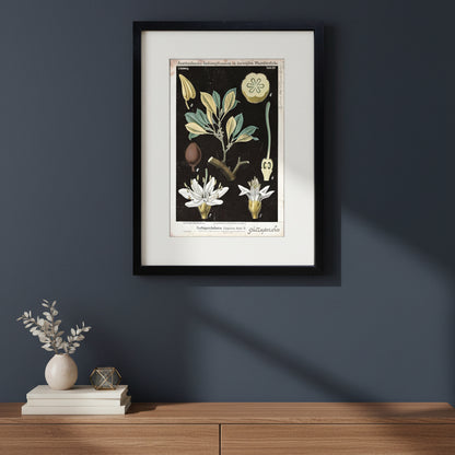 A framed botanical art print featuring vintage scientific illustrations of a plant with white flowers, green leaves, and a dark background, presented in a black frame with a white mat.