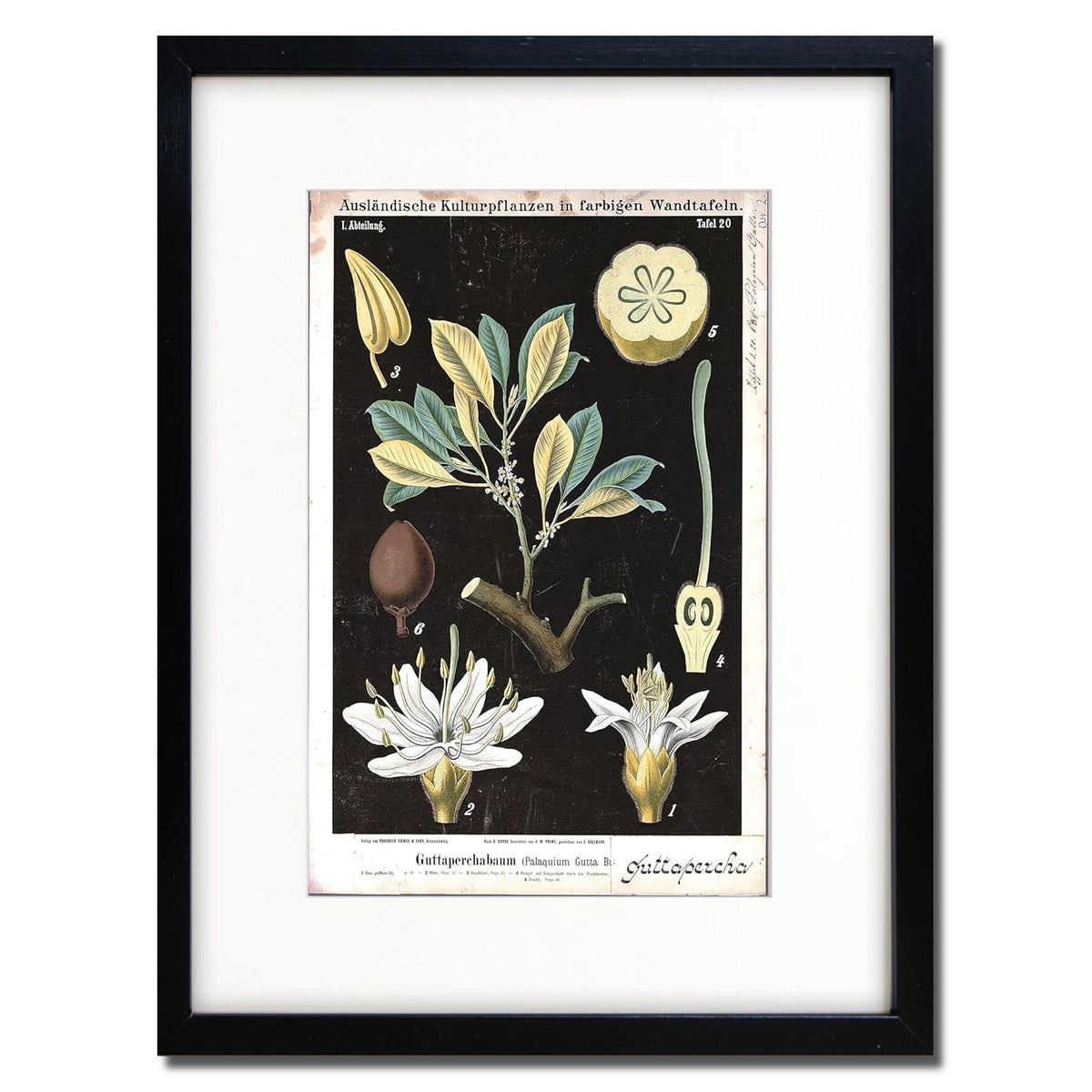 Vintage German Botanical Illustration A3 Print | Luxury Satin 285gsm | No.4