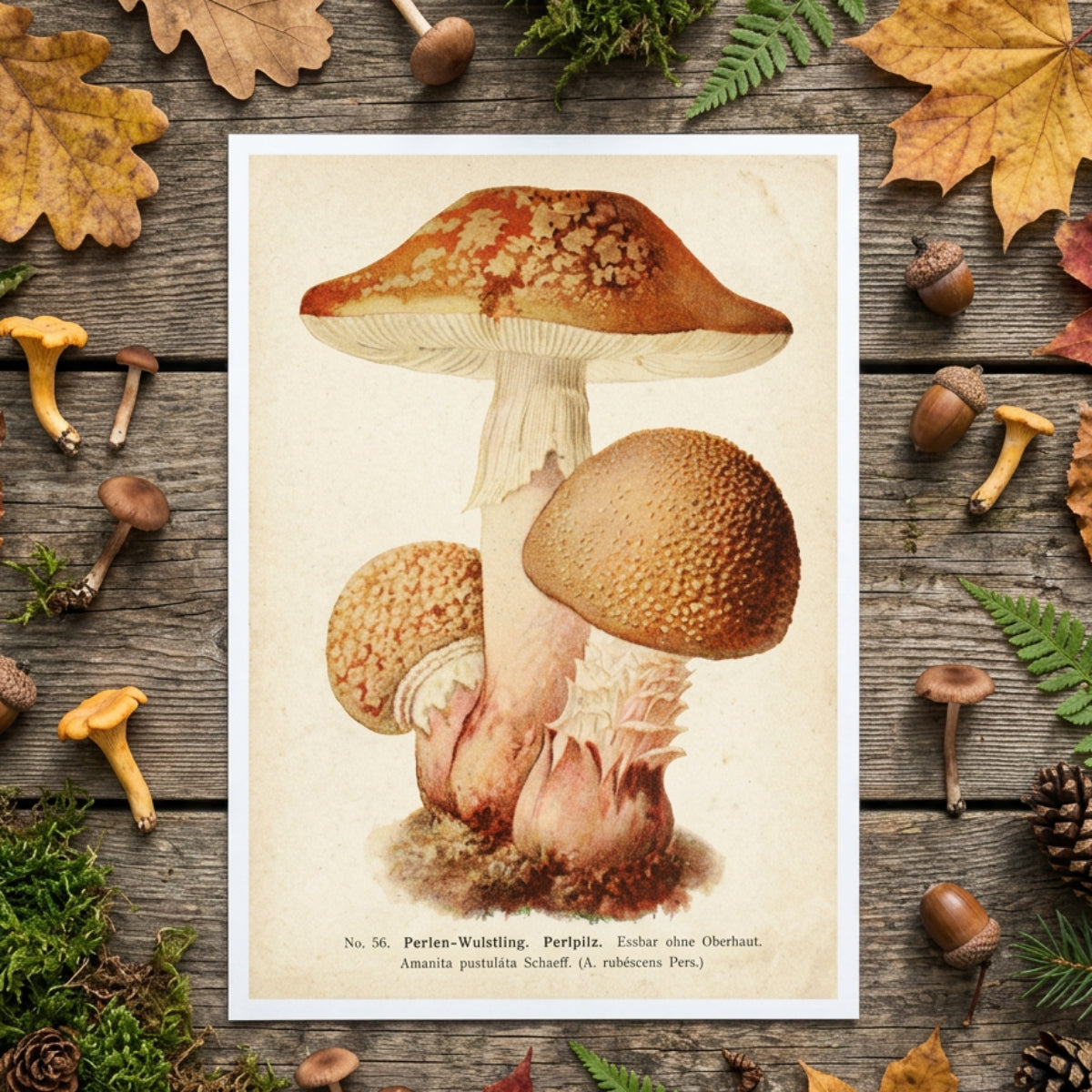 Vintage Victorian Mushroom & Fungi Postcards | Set of 8