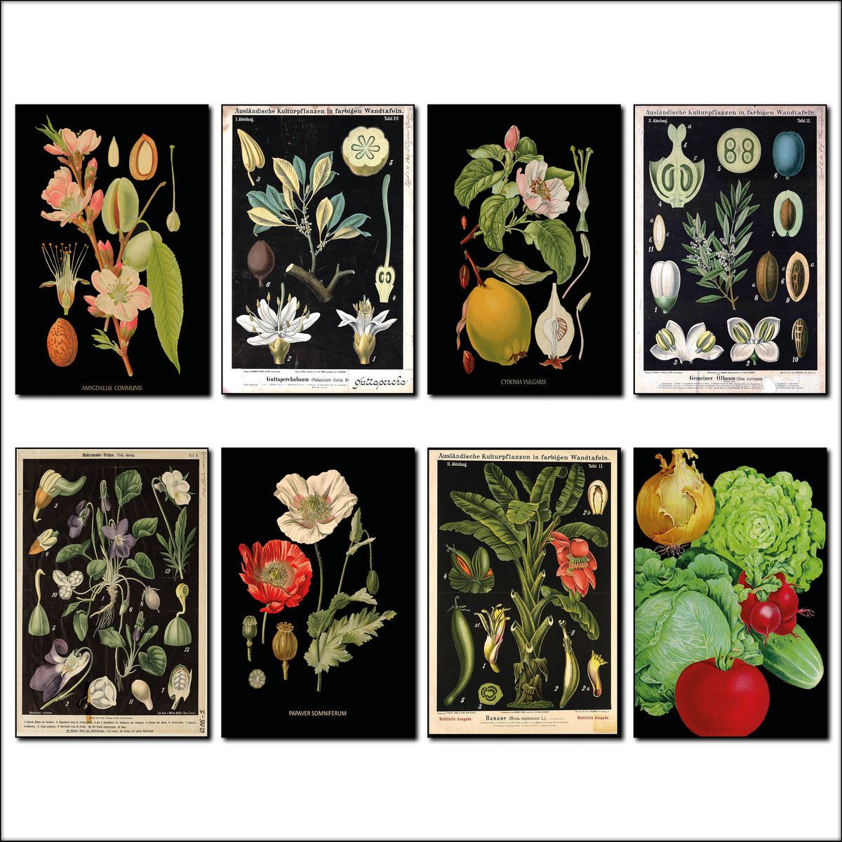 Victorian Botanical Scientific Illustration Vintage Fridge Magnets | Set of 8 | No.2