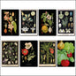 Victorian Botanical Scientific Illustration Vintage Fridge Magnets | Set of 8 | No.2