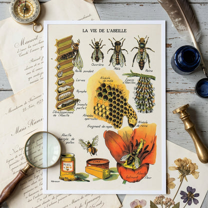 Vintage educational poster titled 'LA VIE DE L'ABEILLE' showing illustrated bees, honeycomb, larvae, pupa, queen cell, pollen jar, honey pot, and a bee on a flower, with French labels on an off-white background.