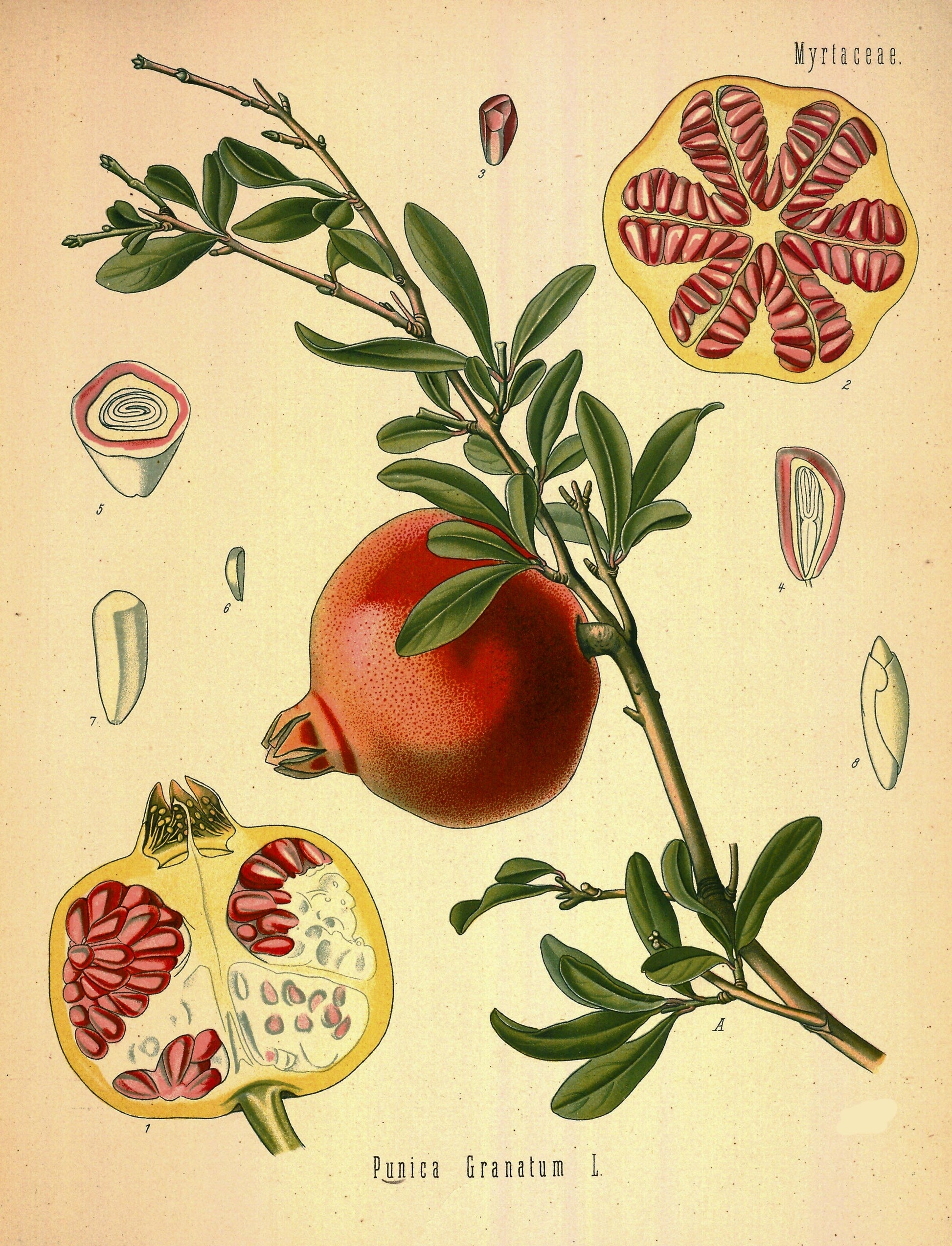 Victorian botanical floral plant illustration fridge magnet featuring pomegranate branches by Bubbadoodoo, vintage botanical design.