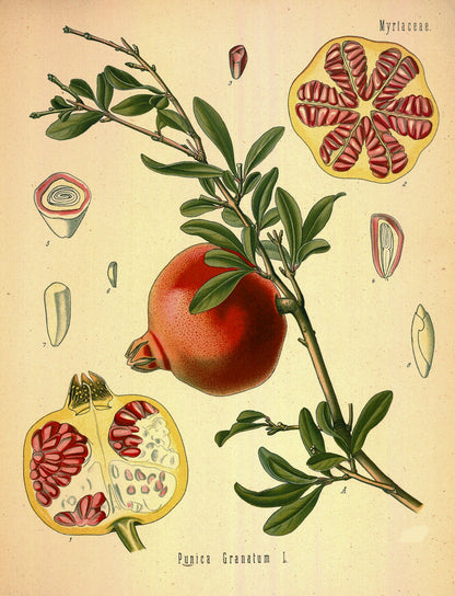 Victorian botanical floral plant illustration fridge magnet featuring pomegranate branches by Bubbadoodoo, vintage botanical design.