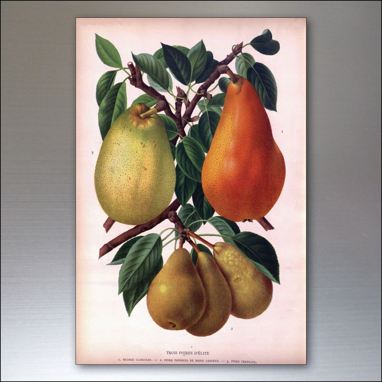 Victorian botanical floral plant illustration fridge magnet by Bubbadoodoo featuring detailed floral artwork.