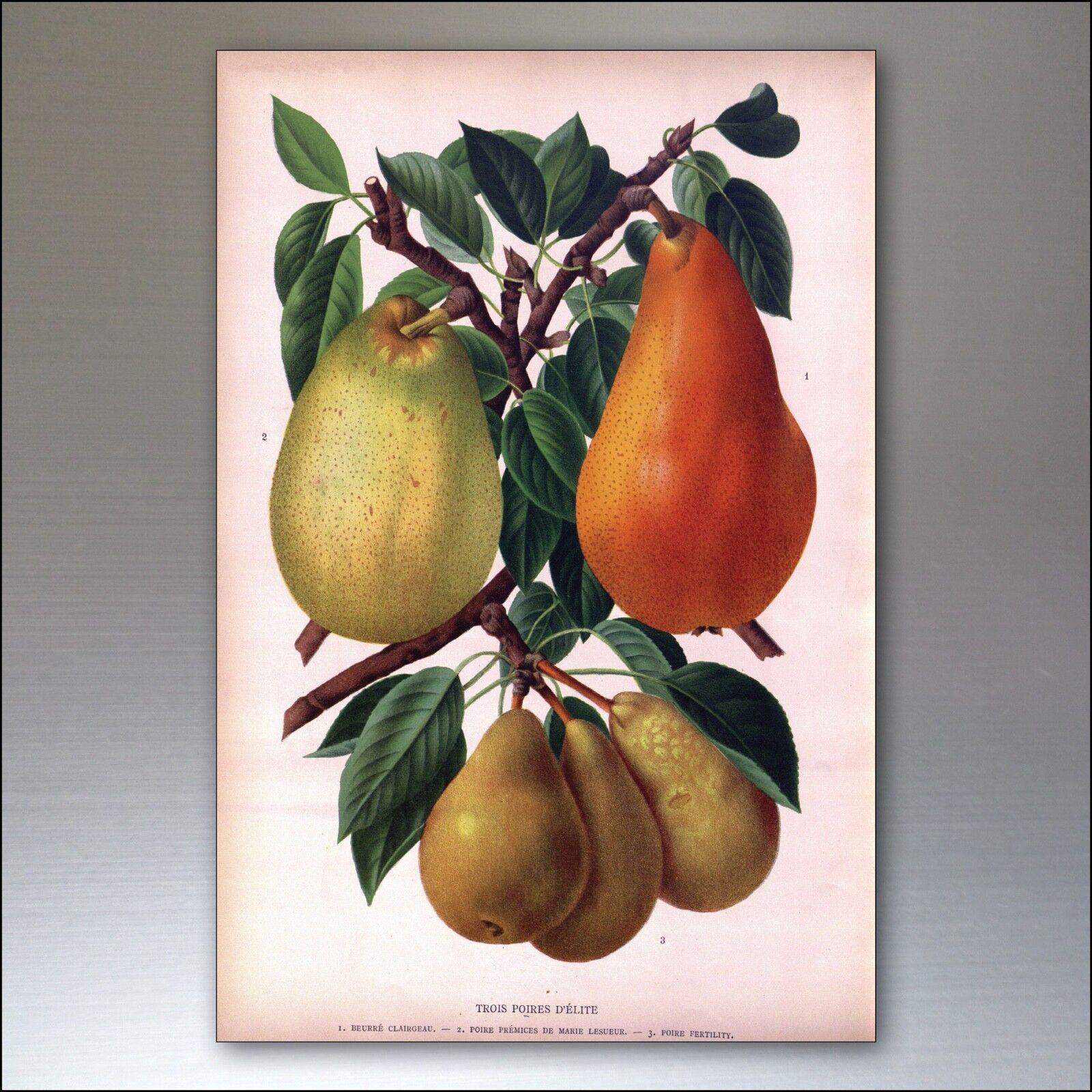 Victorian botanical floral plant illustration fridge magnet by Bubbadoodoo featuring detailed floral artwork.